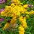 Solidago