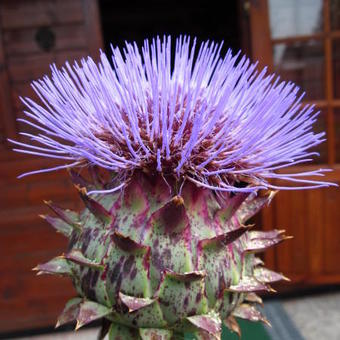 Cynara scolymus 'Cardy'