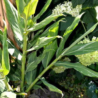 Hedychium 'Dr. Moy'