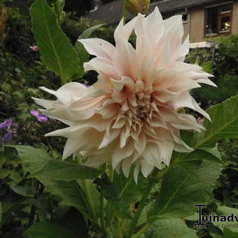 Dahlia 'Café au Lait'