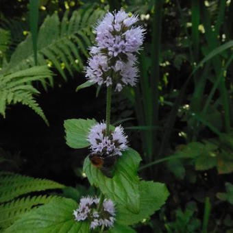 Mentha aquatica