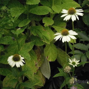 Echinacea purpurea 'Alaska'