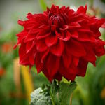 Dahlia 'American Beauty' - Dahlia