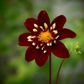 Dahlia 'Chimborazo'