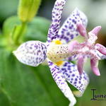 Tricyrtis hirta 'Blue Wonder' - Paddenlelie / armeluisorchidee