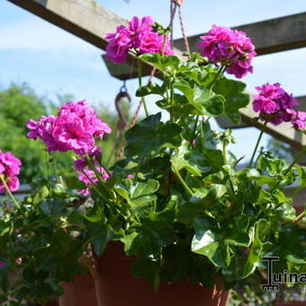 Pelargonium 'Joseph Warren'