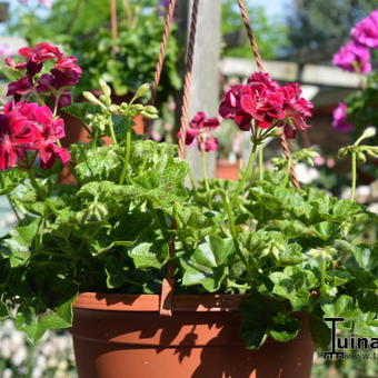 Pelargonium 'Roller's Pioneer'