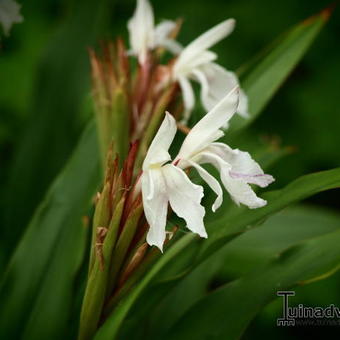 Roscoea x beesiana 'Monique'