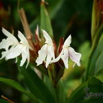 Roscoea x beesiana 'Monique' - Gemberorchidee