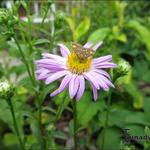 Bergaster - Aster amellus 'Sonia'