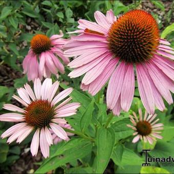 Echinacea purpurea 'Magnus'