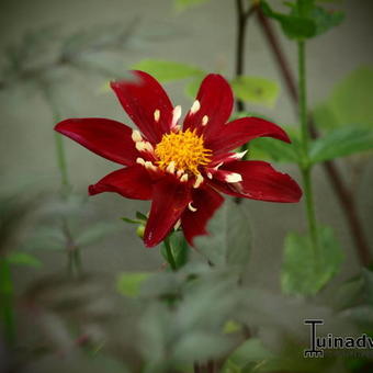 Dahlia 'Chimborazo'