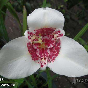 Tigridia pavonia