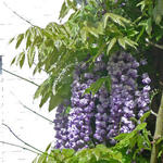 Blauwe regen - Wisteria floribunda 'Black Dragon'