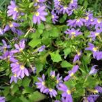 Scaevola aemula 'WHIRLWIND Blue' - Waaierbloem