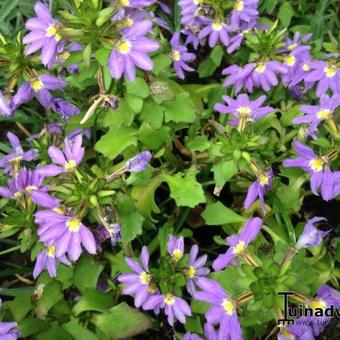 Scaevola aemula 'WHIRLWIND Blue'