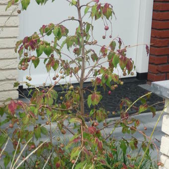 Euonymus oxyphyllus