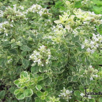 Origanum vulgare 'Country Cream'