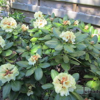 Rhododendron 'Goldbukett'