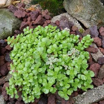 Sedum spurium 'Variegatum'