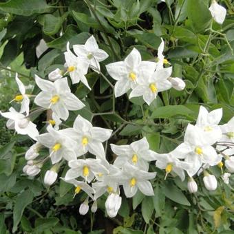 Solanum jasminoides 'Album'