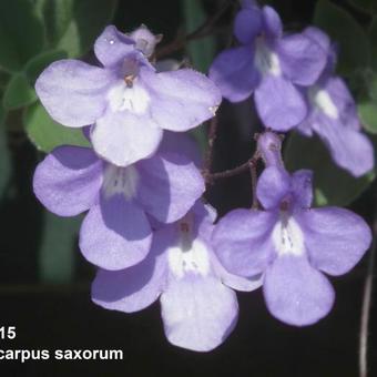 Streptocarpus saxorum