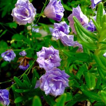 Campanula cochleariifolia 'Blue Baby'