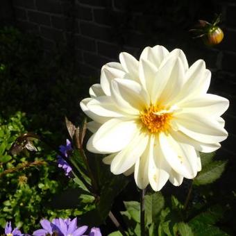 Dahlia 'Classic Swanlake'