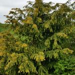 Taxus baccata 'Dovastoniana Aurea' - Venijnboom