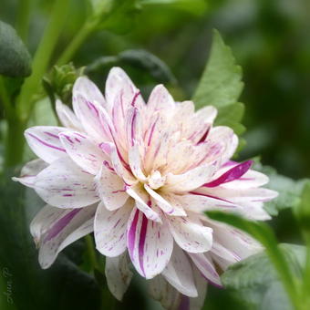 Dahlia 'Bright Diamond'