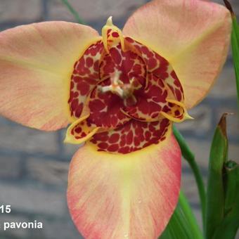 Tigridia pavonia