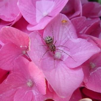 Hydrangea macrophylla