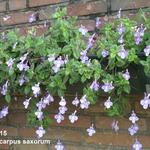 Streptocarpus saxorum - Kaapse primula / spiraalvrucht / draaivrucht