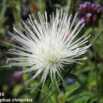 Callistephus chinensis