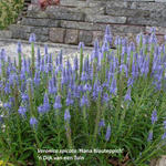 Veronica spicata 'Nana Blauteppich' - Ereprijs