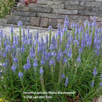 Veronica spicata 'Nana Blauteppich'