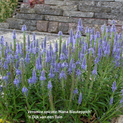 Ereprijs - Veronica spicata 'Nana Blauteppich'