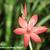 Hesperantha coccinea 'Major'