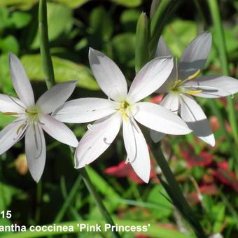 Hesperantha coccinea 'Pink Princess'