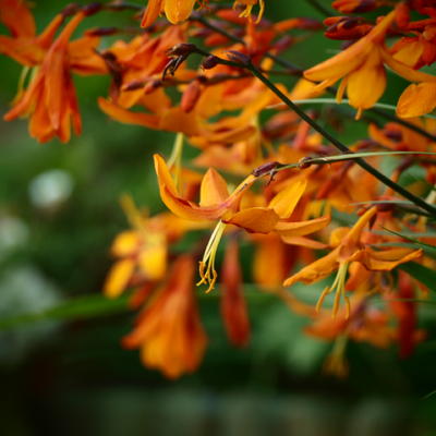 Montbretia - Crocosmia x crocosmiiflora 'Emily McKenzie'