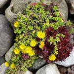 Delosperma deschampsii - IJsbloem