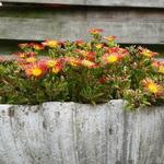 Delosperma WHEELS OF WONDER 'Fire Wonder' - IJsbloem