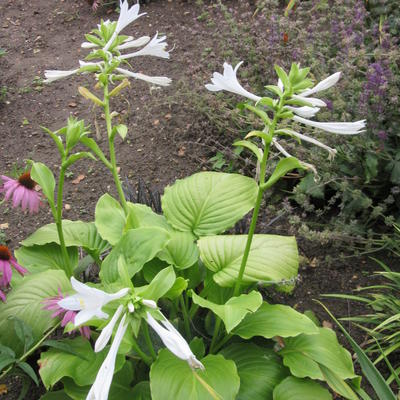 Hartlelie - Hosta plantaginea 'Grandiflora'