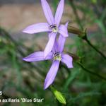 Isotoma axillaris 'Blue Star' - Isotoma, Laurentia