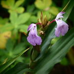 Roscoea purpurea 'Brown Peacock' - Gemberorchidee