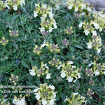 Teucrium montanum - Berggamander