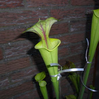 Sarracenia flava