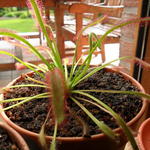 Drosera - Zonnedauw, vleesetende plant