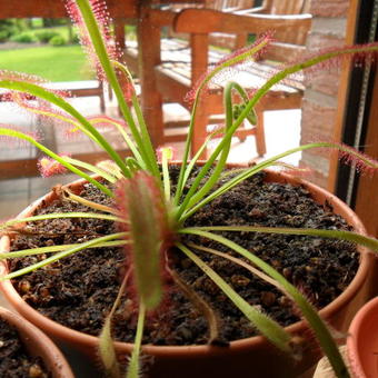 Drosera