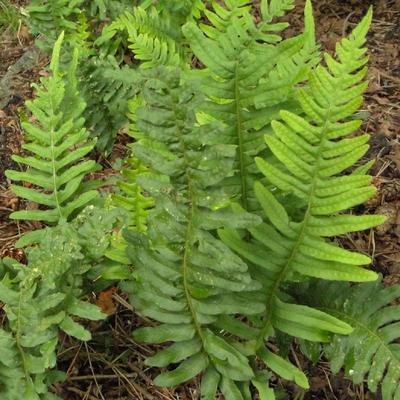 Gewone eikvaren - Polypodium vulgare